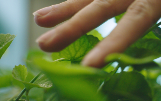 Close-up of a hand gently touching lush green leaves, showcasing nature's beauty and texture.