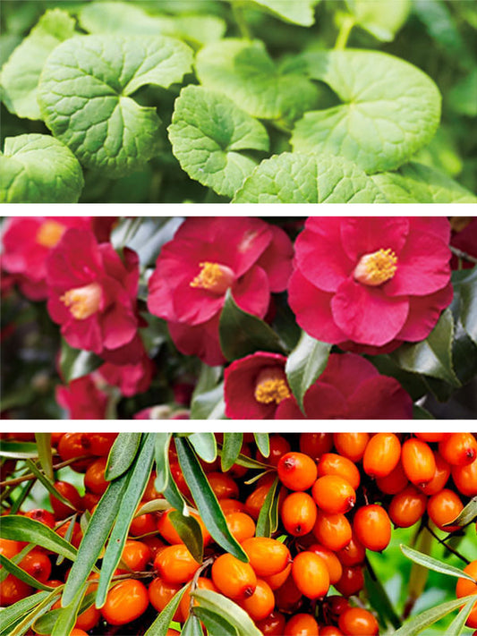 Collage of botanical ingredients used in K-Beauty: Gotu Kola leaves, camellia flowers, and sea buckthorn berries.