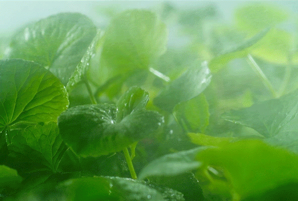 Close-up of fresh green leaves with droplets, representing natural ingredients in Riman ICD Korean skincare.