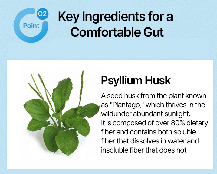 Image of Psyllium Husk plant, a key ingredient for gut health with high dietary fiber content.