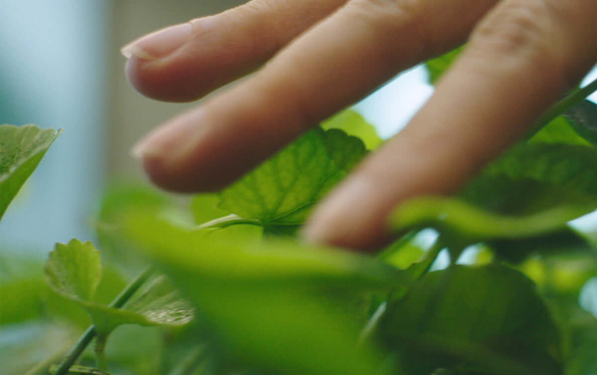 A close-up of a hand gently touching green leaves, reflecting the beauty of nature.