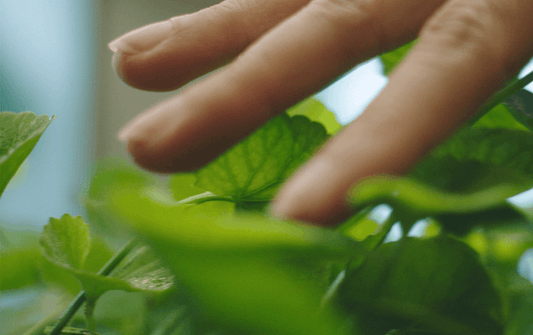 Close-up of a hand gently touching lush green leaves, showcasing nature's beauty and texture.