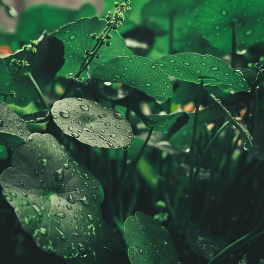 Close-up of Riman's Giant Byoungpool leaves with water droplets, highlighting their vibrancy and lushness.