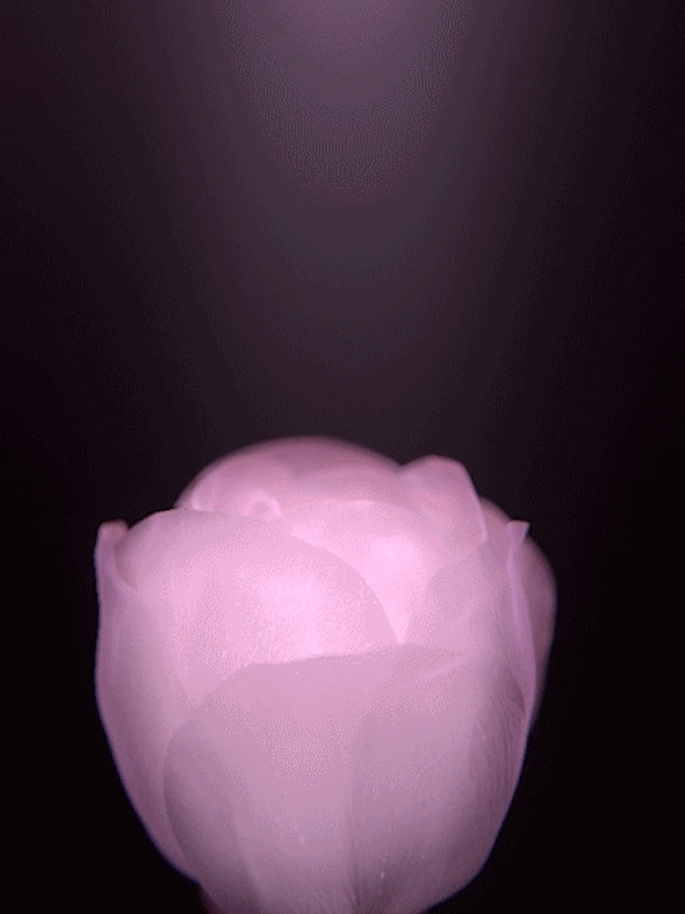 Pink flower with soft petals illuminated against a dark background.