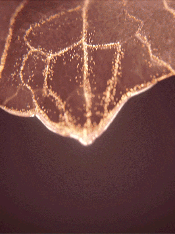 ICD Radiansome 100 Microfluidizer Essense | RIMAN KBeauty Skincare showcasing a close-up of a leaf's surface details.