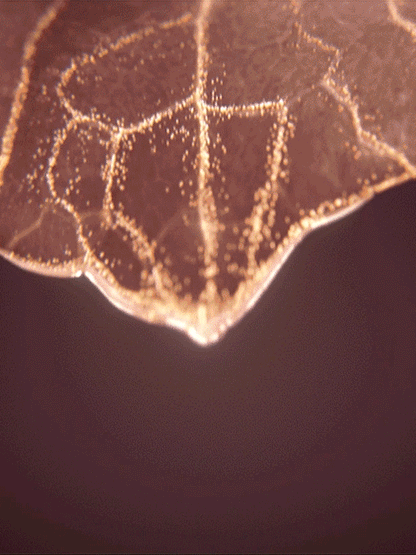 ICD Radiansome 100 Microfluidizer Essense | RIMAN KBeauty Skincare showcasing a close-up of a leaf's surface details.